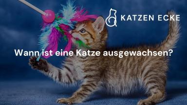 Wann ist eine Katze ausgewachsen?