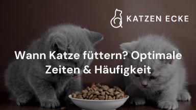 Wann Katze füttern? Optimale Zeiten & Häufigkeit