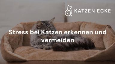 Stress bei Katzen erkennen und vermeiden