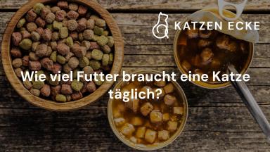 Wie viel Futter braucht eine Katze täglich?