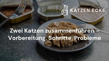Zwei Katzen zusammenführen – Vorbereitung, Schritte, Probleme