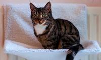 DIVCHI Heizkörperbett für Katzen